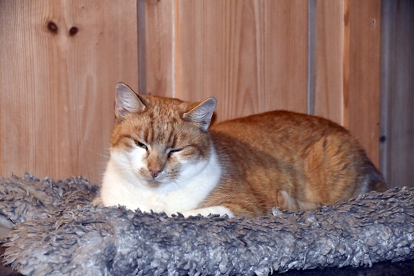 pus pusekatt katt kattepus