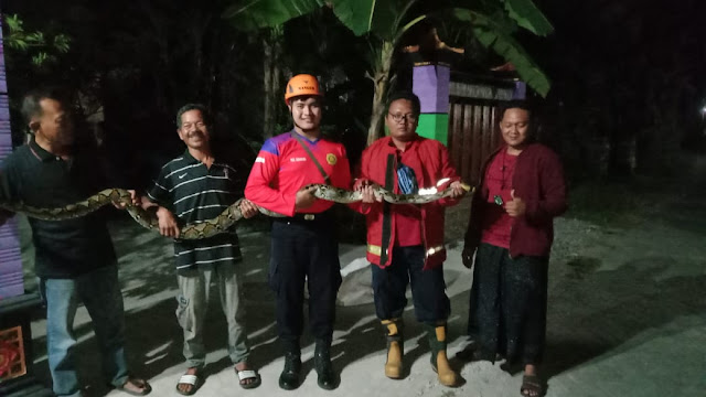 Petugas Damkar bersama warga saat mengevakuasi ular piton di Desa Kalianyar, Kecamatan Ngronggot, Kabupaten Nganjuk, Kamis 1 Juni 2023 malam