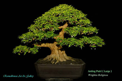 Bonsai Anting Putri Mempesona