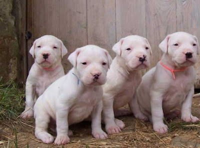 dogo argentino uk for sale