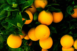 Oranges Fruits