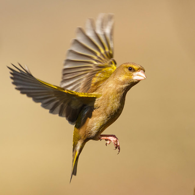 Green Finch Bird