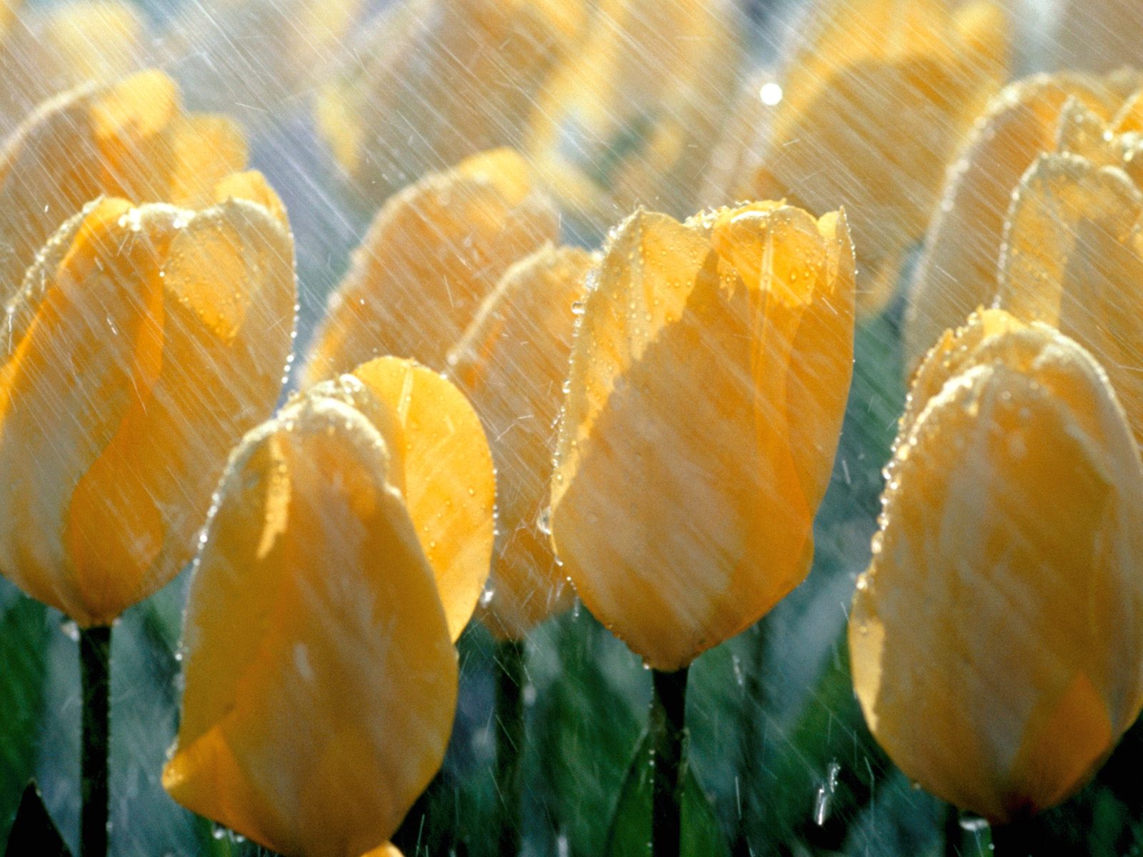 Yellow tulips smiling in sun