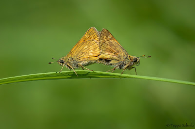 Ochlodes sylvanus