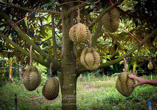 75 Gambar Pohon Durian Terbaik Gambar Pixabay