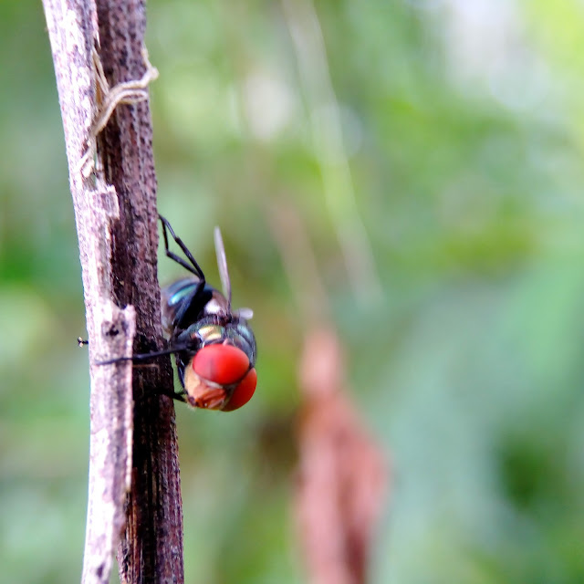 Mask Rider Fly - Macro