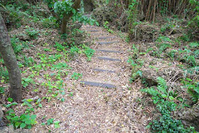forest, trees, woods, trail, Okinawa