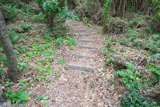 forest, trees, woods, trail, Okinawa