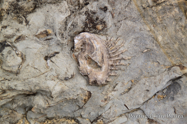 fossil concha bivalve