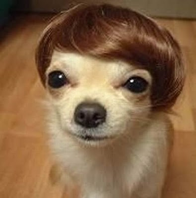 dog hairstyle. hairstyles for dogs.