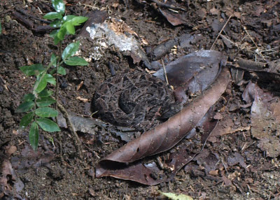 Costa Rica - Oso Peninsula