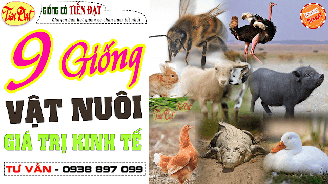 10 vật nuôi có lợi nhuận cao nhất giá trị kinh tế cao ở Việt Nam