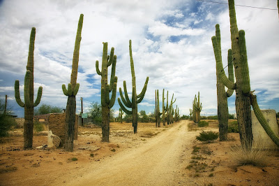 Elephant cactus