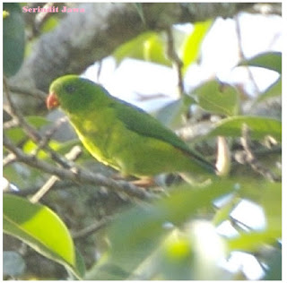 mp3 serindit,suara serindit,perawatan burung serindit