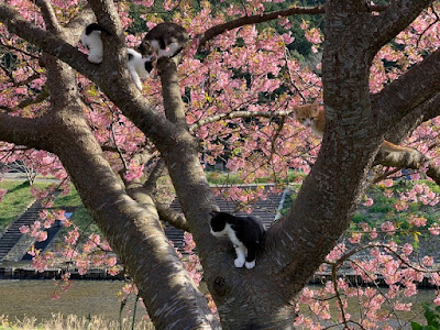 桜の枝に登った子猫