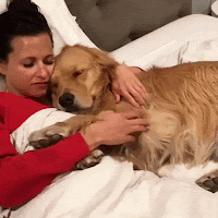 Dog hugging golden retriever in bed