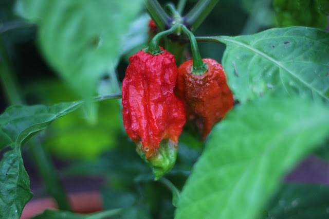 Ghost Peppers