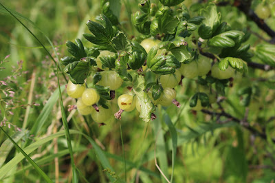 Krúsbei - Kruisbes - Ribes uva-crispa