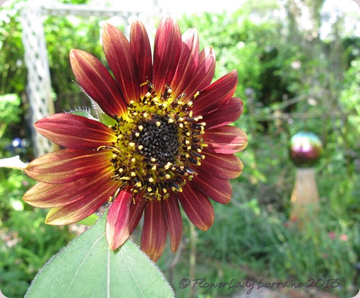 06-16-sunflower3