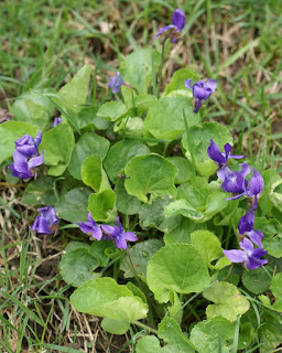 Violettes du Québec