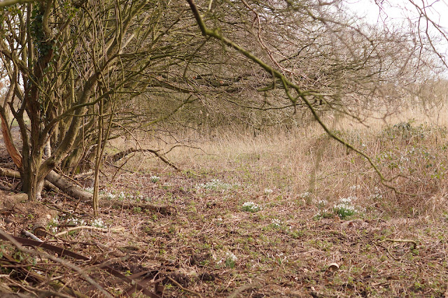 The time between winter and spring in Norfolk