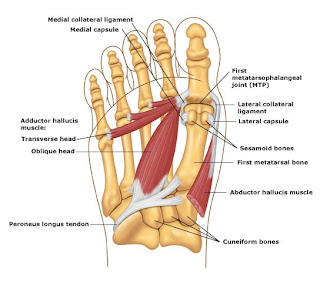 Hallux Great Toe Anatomy