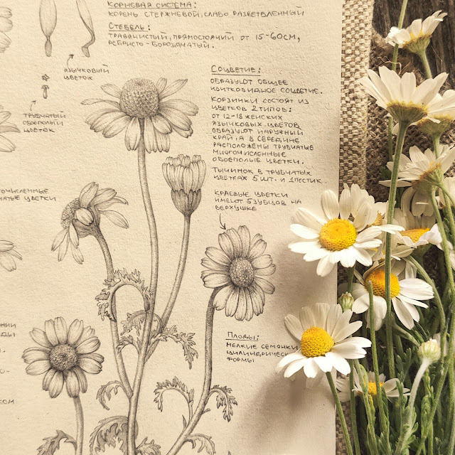 romashka aptechnaya, Matricaria, risunok-botanika, spring flower, small flower, sketchbook, botanical  illustration, nature sketchbook