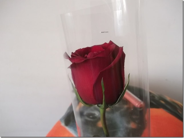 DSCF6951