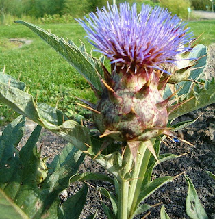 Αγκινάρα άγρια-Cynara cardunculus