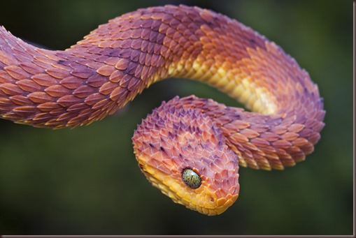 Bush Viper (Atheris squamigera), red phase