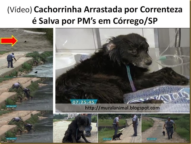 Vídeo) Cachorrinha Arrastada por Correnteza