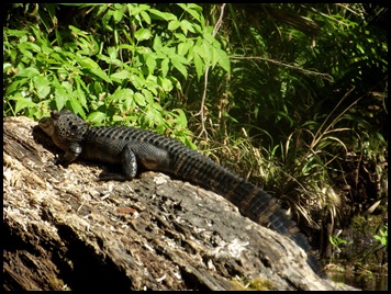 Wekiwa Springs State Park (154)