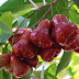 jual bibit jambu air 081333395064 citra, madu...