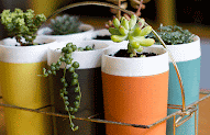 Succulents, Oh My Succulents!