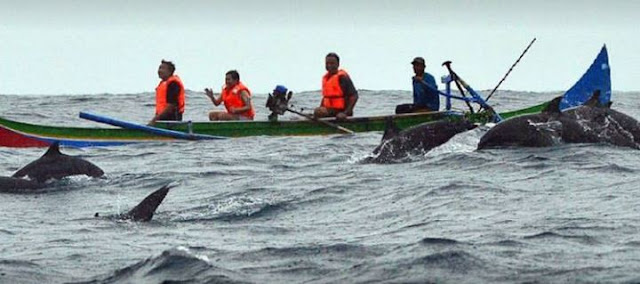 lumba-lumba di teluk kiluan lampung