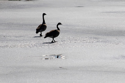 Canada geese on ice