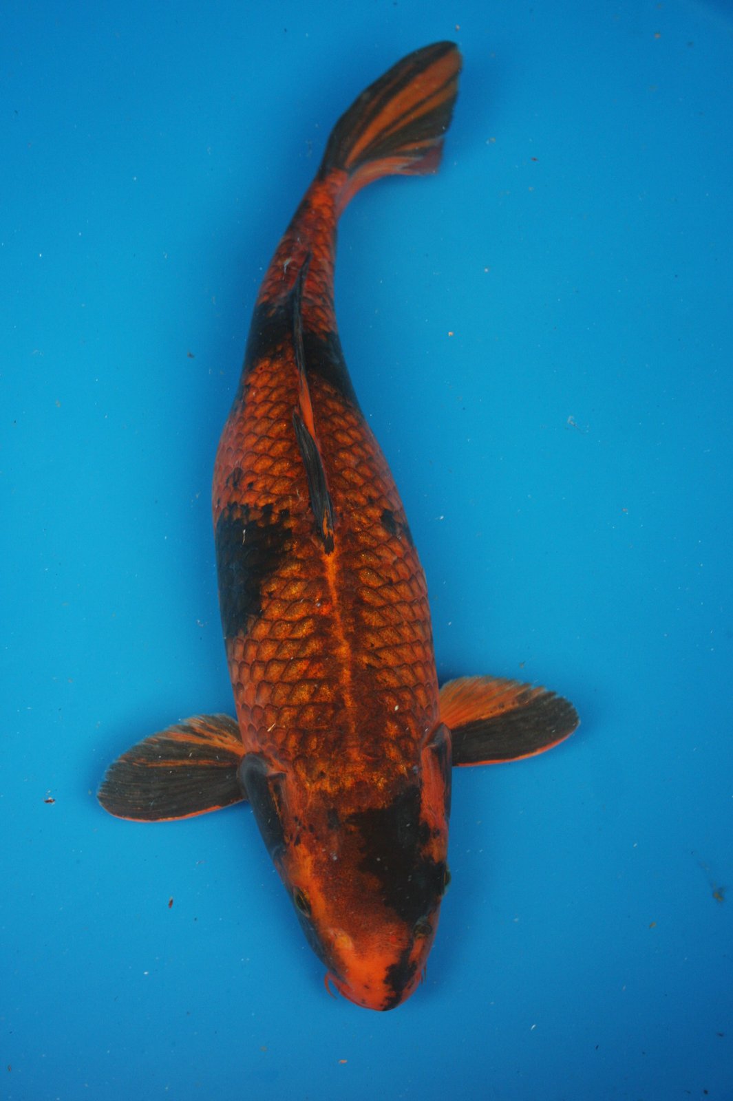 The Blackwater Blog Unique and rare koi  for sale Two year 