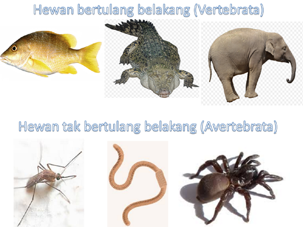  Hewan  Vertebrata  dan Avertebrata Invertebrata Bahasa 
