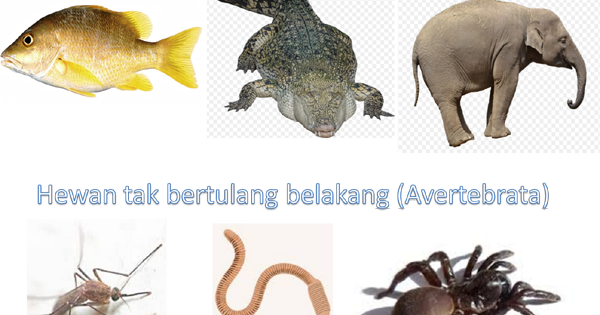  Hewan  Vertebrata  dan Avertebrata Invertebrata Berbagi 