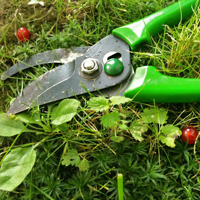 redcurrant jam jelly secateurs metszőolló ribizli lekvár