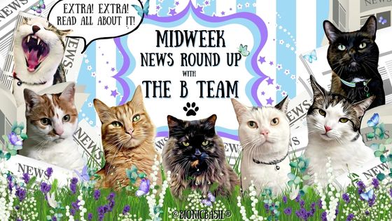 The BBHQ Midweek News Round-Up ©BionicBasil® July Banner 2023 Basil and The B Team cats