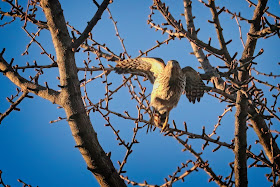 A bright-eyed Cooper's hawk taking of from a tree.