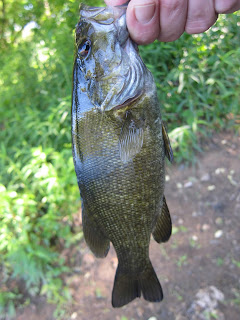 Potomac smallmouth