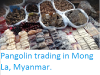 http://sciencythoughts.blogspot.co.uk/2016/01/pangolin-trading-in-mong-la-myanmar.html