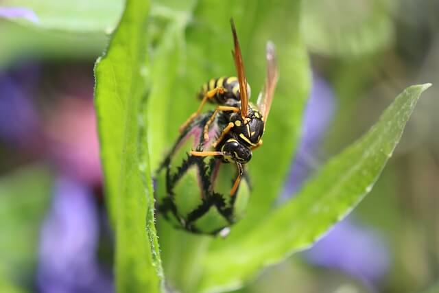 14 معلومة و أسرار لم تكن تعرفها عن النحل  the bees