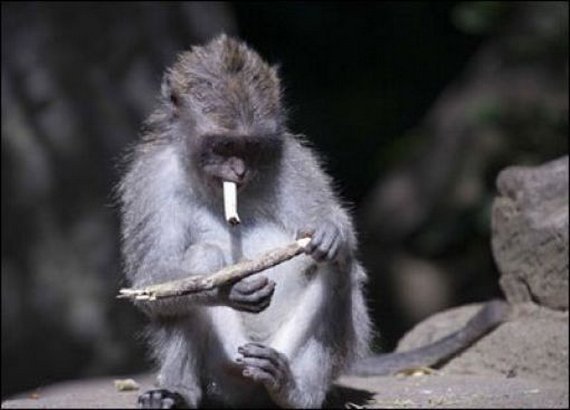 Monkey Addicted to Cigarette Seen On www.coolpicturegallery.us