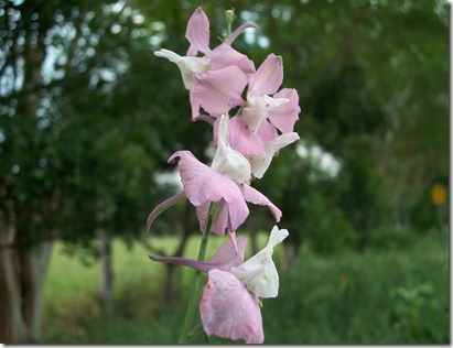 butterflies, larkspur and train 012