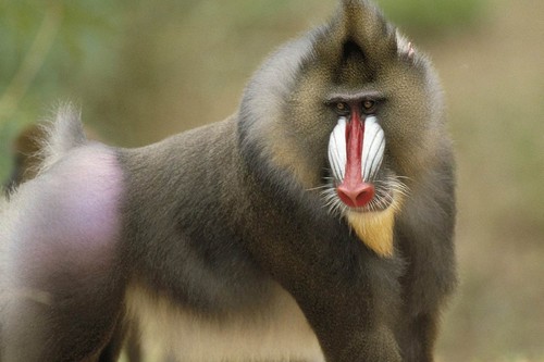 أجمل أنواع القرود في العالم