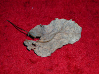 leaf on carpet (not street)