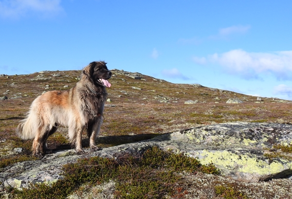 sørbølfjellet